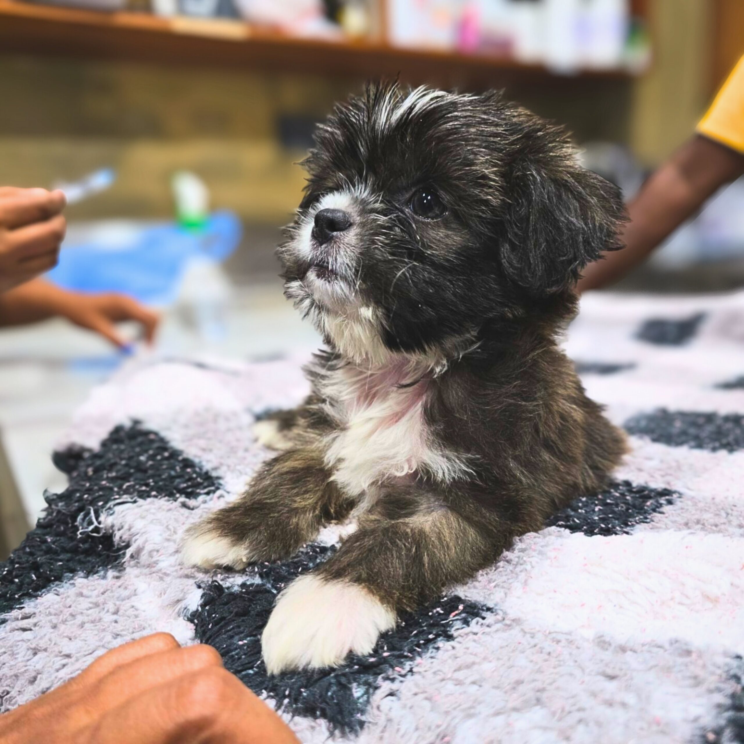 Preventive Care for pets at Zootopia Vets