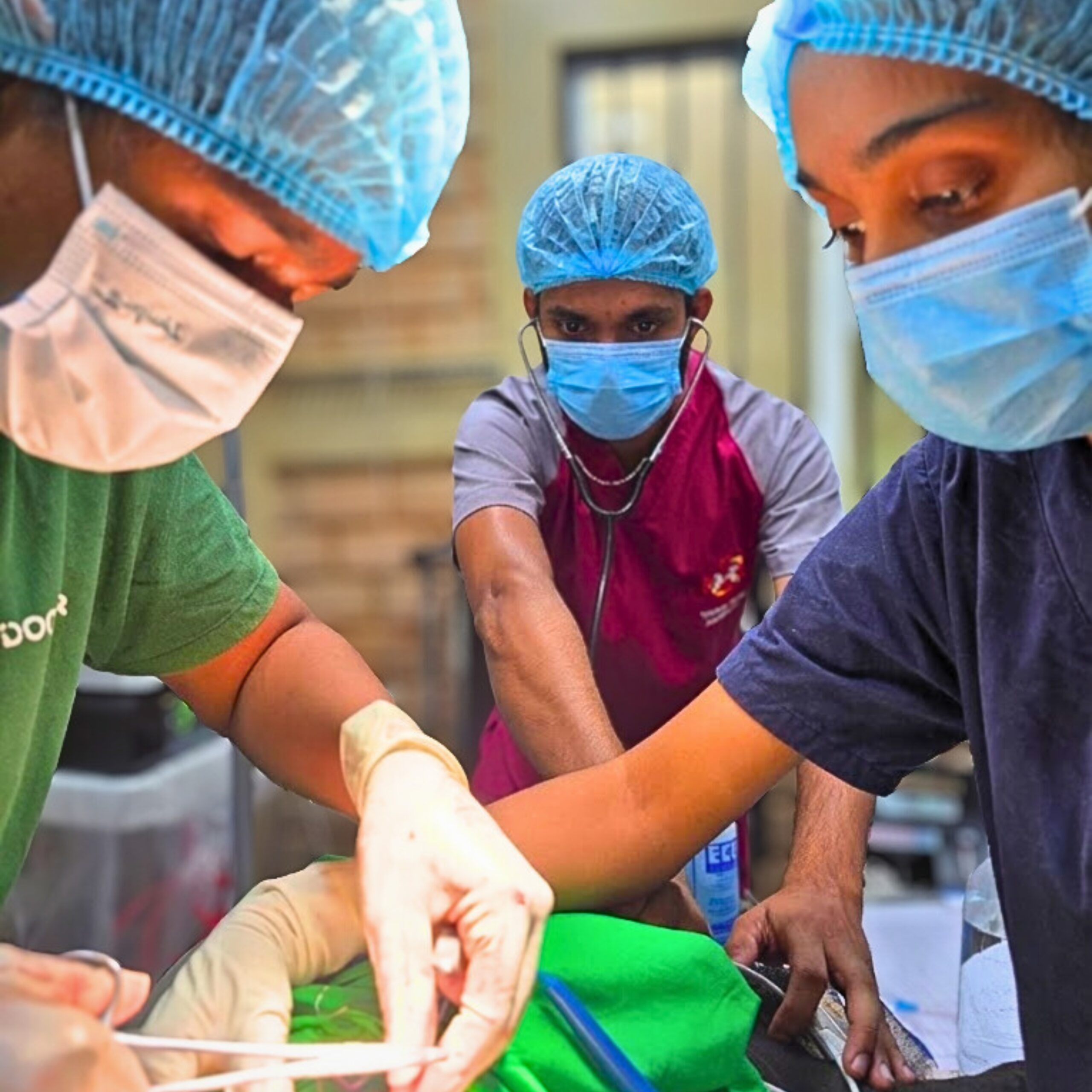 Pet Surgery & Sterilisation with gas anaesthesia at Zootopia Vets