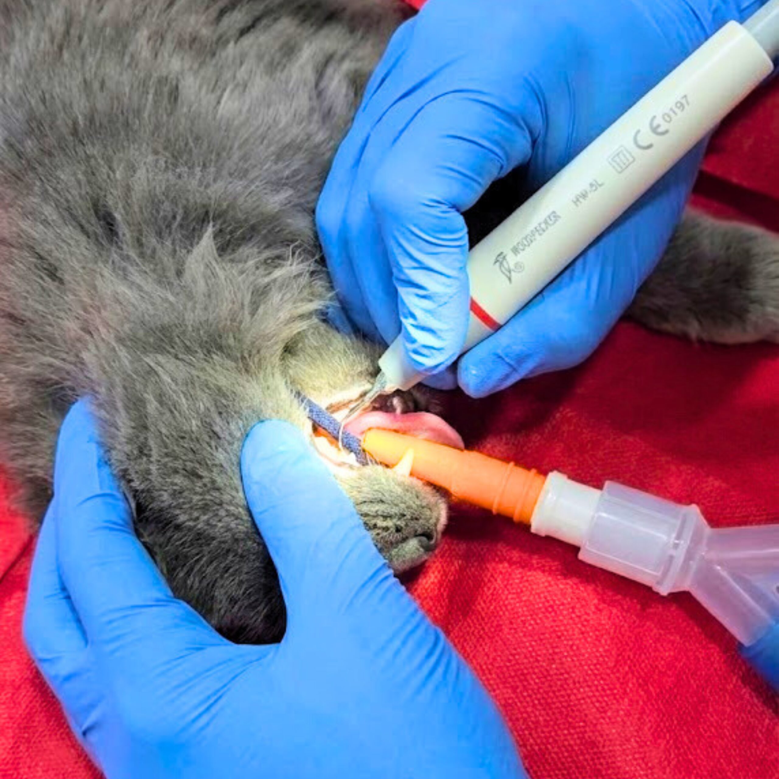 Pet Dental Care at Zootopia Vets