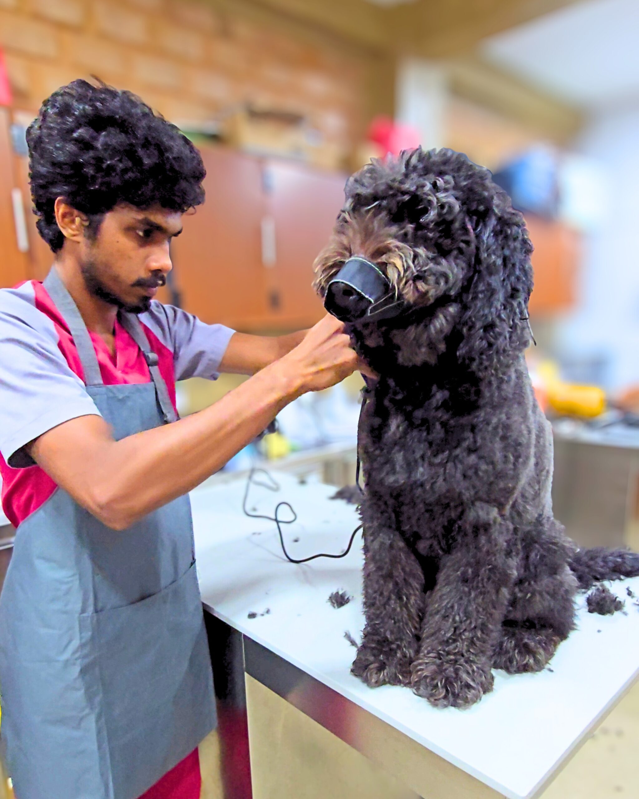 Pet Grooming at Zootopia Vets