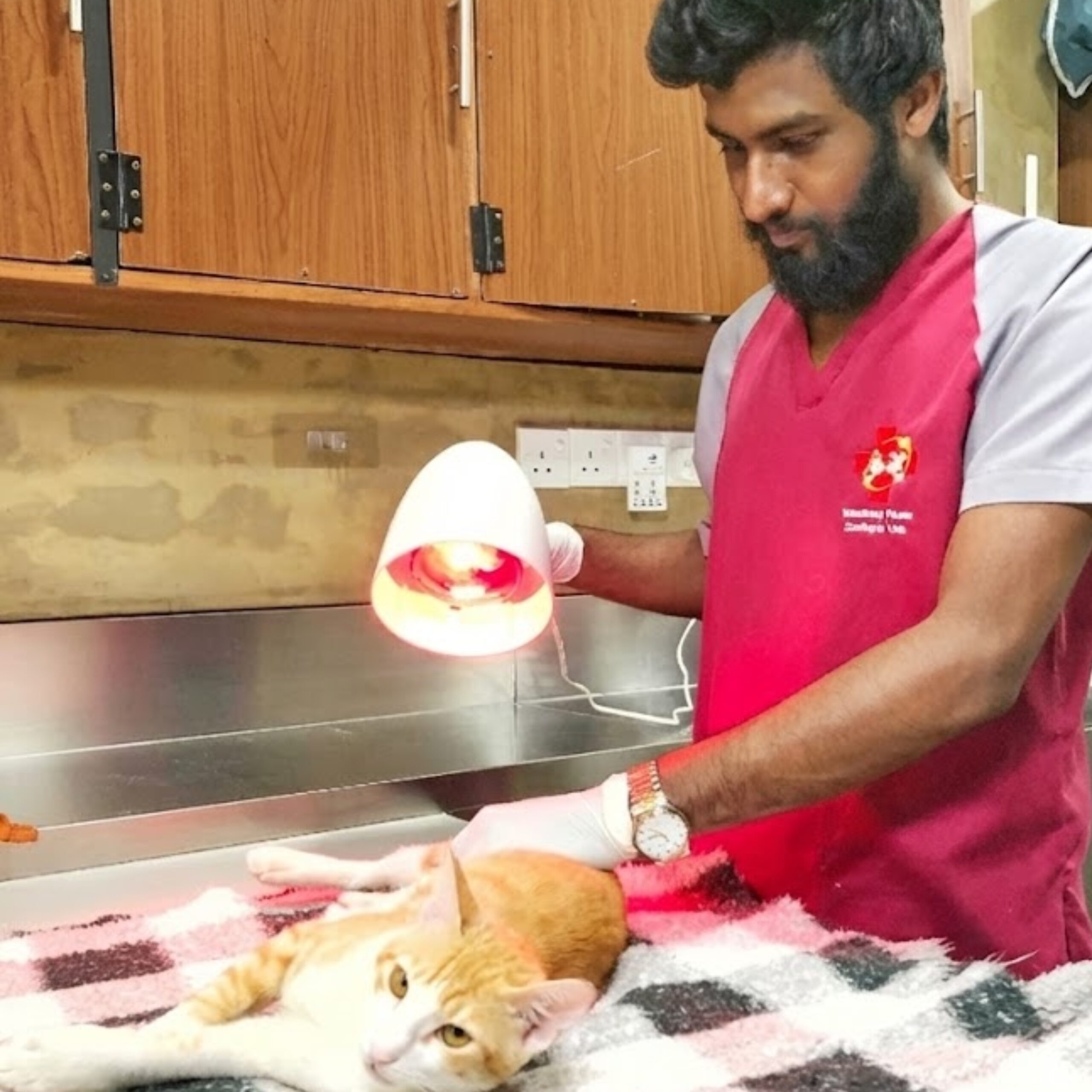 Pet Physiotherapy at Zootopia Vets