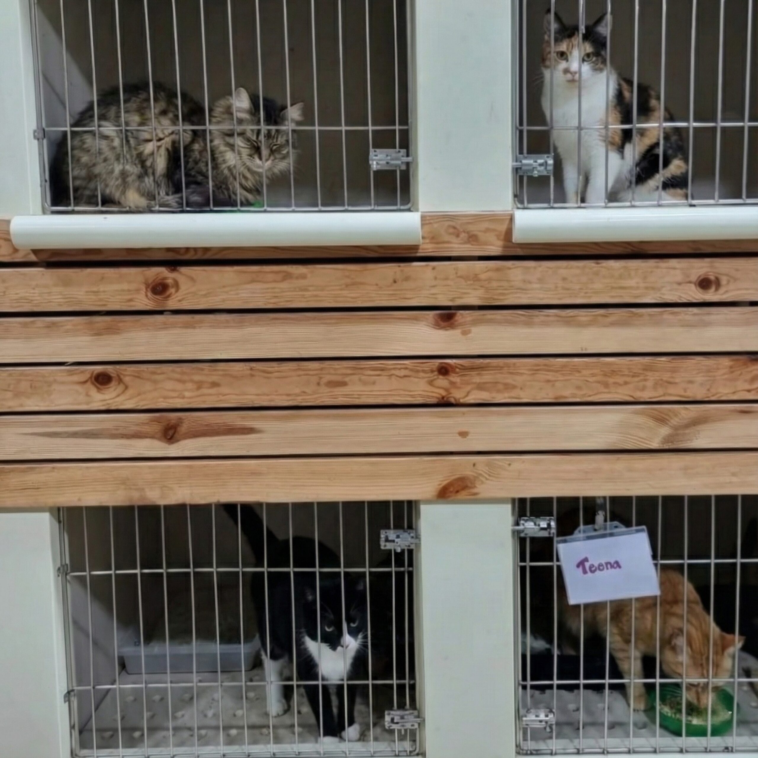 Cat Hospitalisation at Zootopia Vets