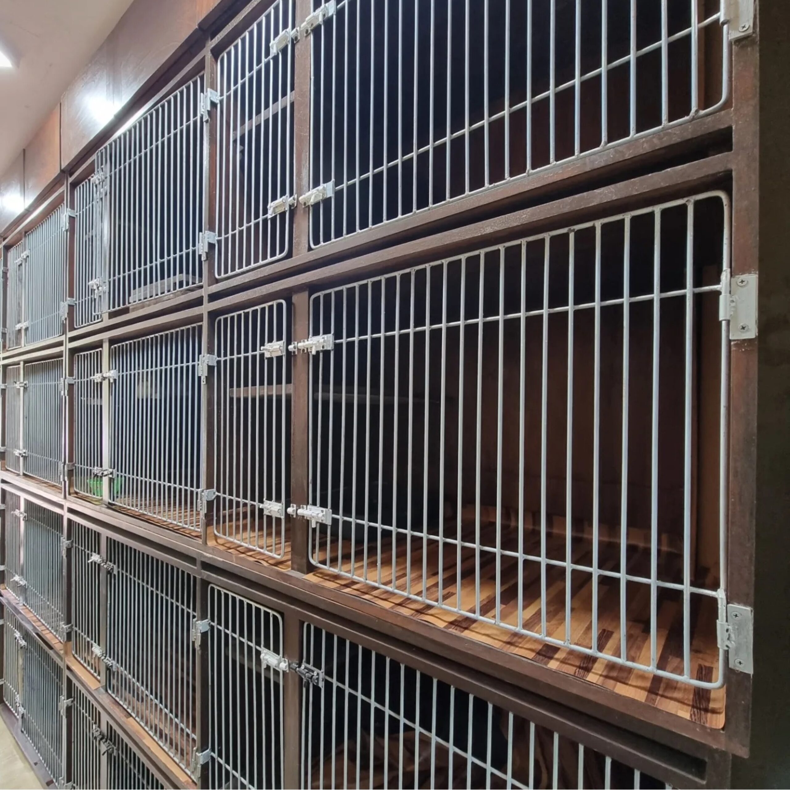 Cat Boarding at Zootopia Vets