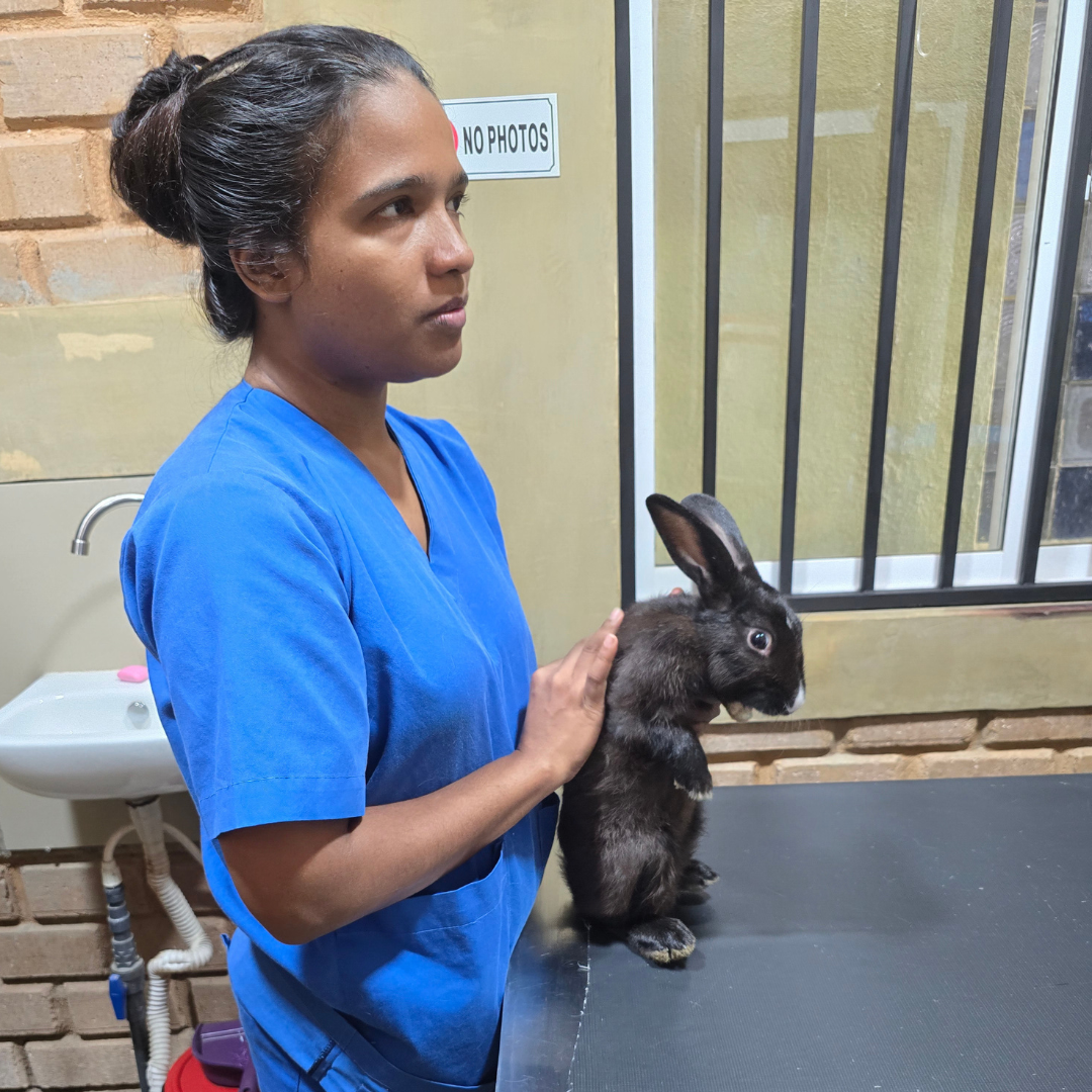 OPD & Medical Treatment at Zootopia Vets